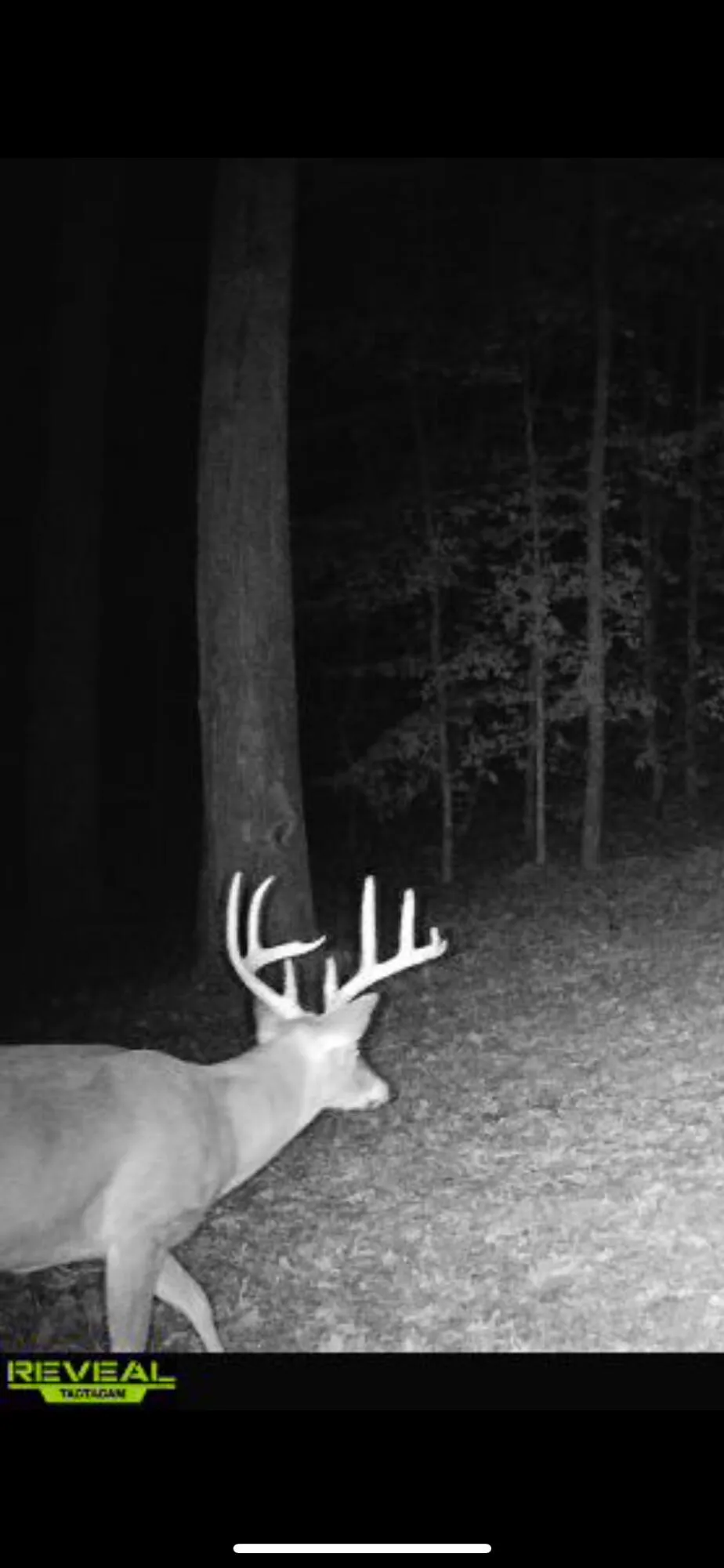 1140 County Road 797 Valley Head, AL 35989