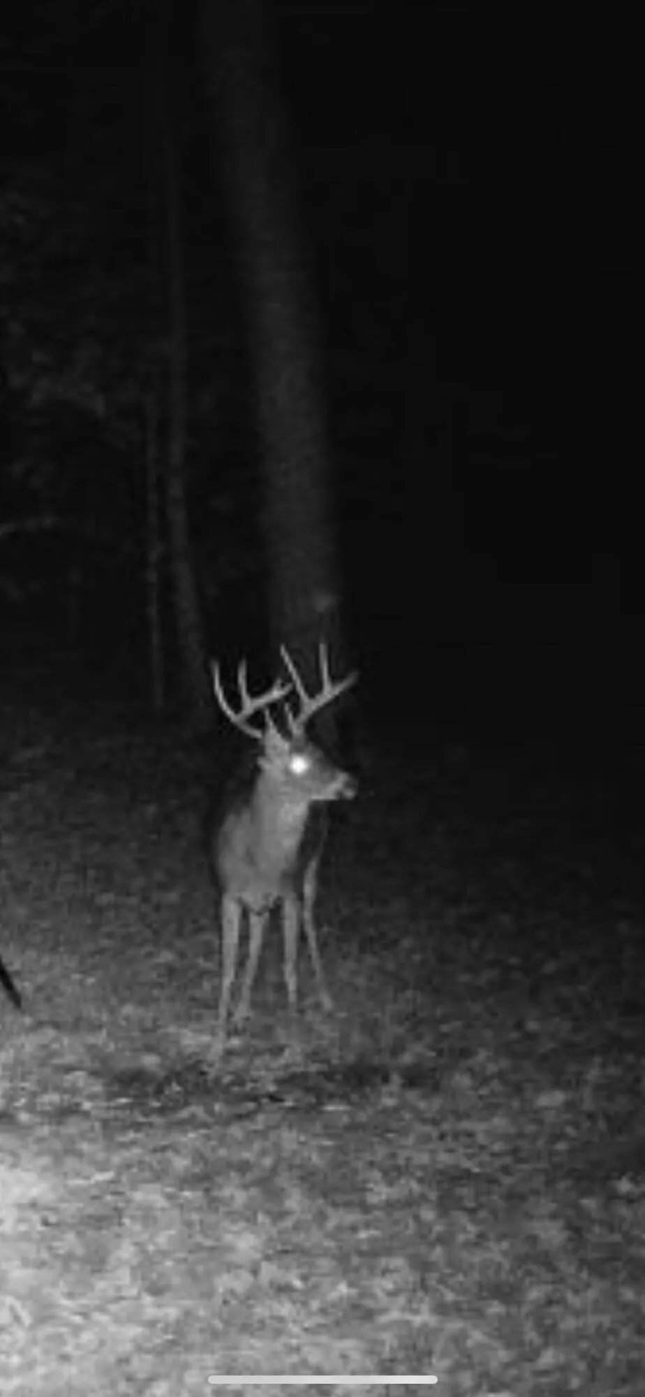 1140 County Road 797 Valley Head, AL 35989