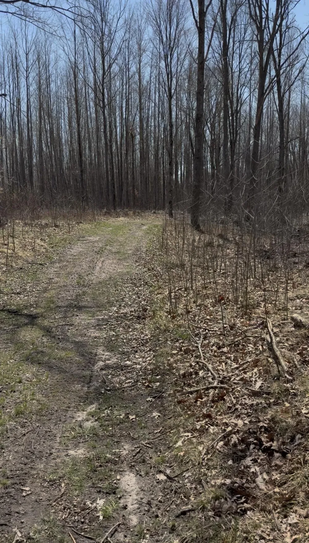 491 Big Stone Lake Orient Township, MI 48632