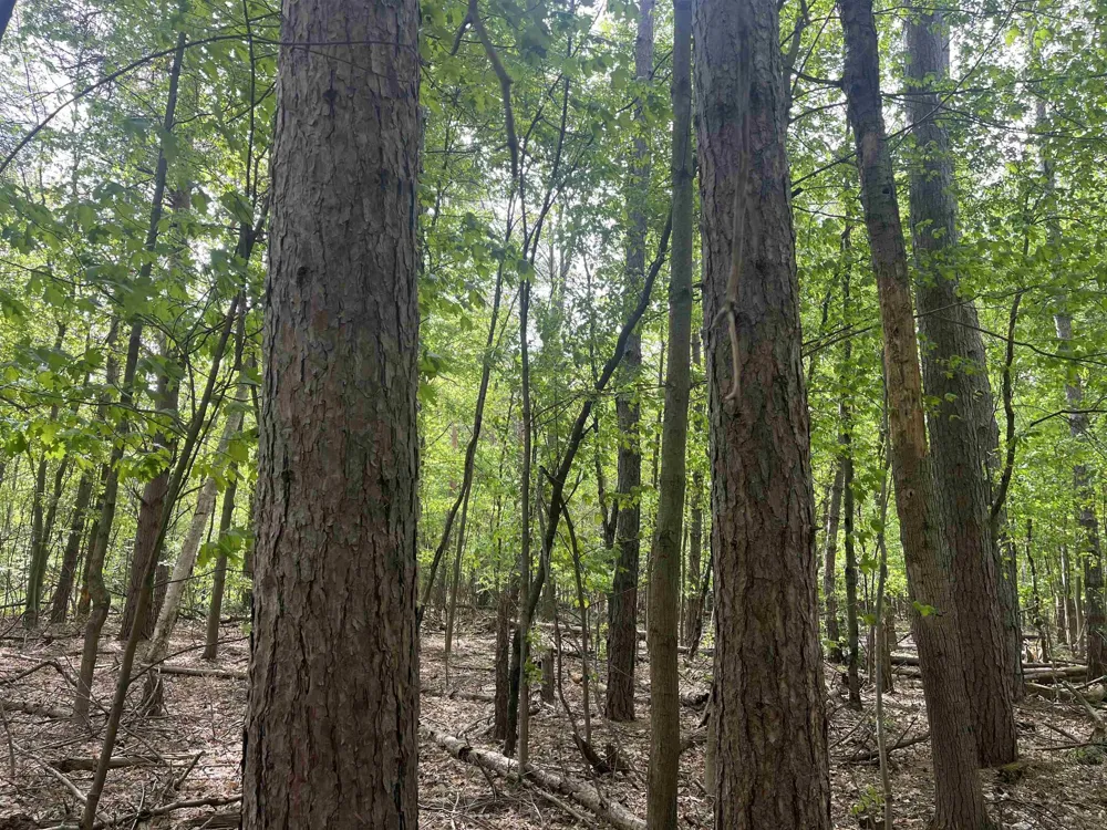 Mortimer Line Road Worth Township, MI 48422