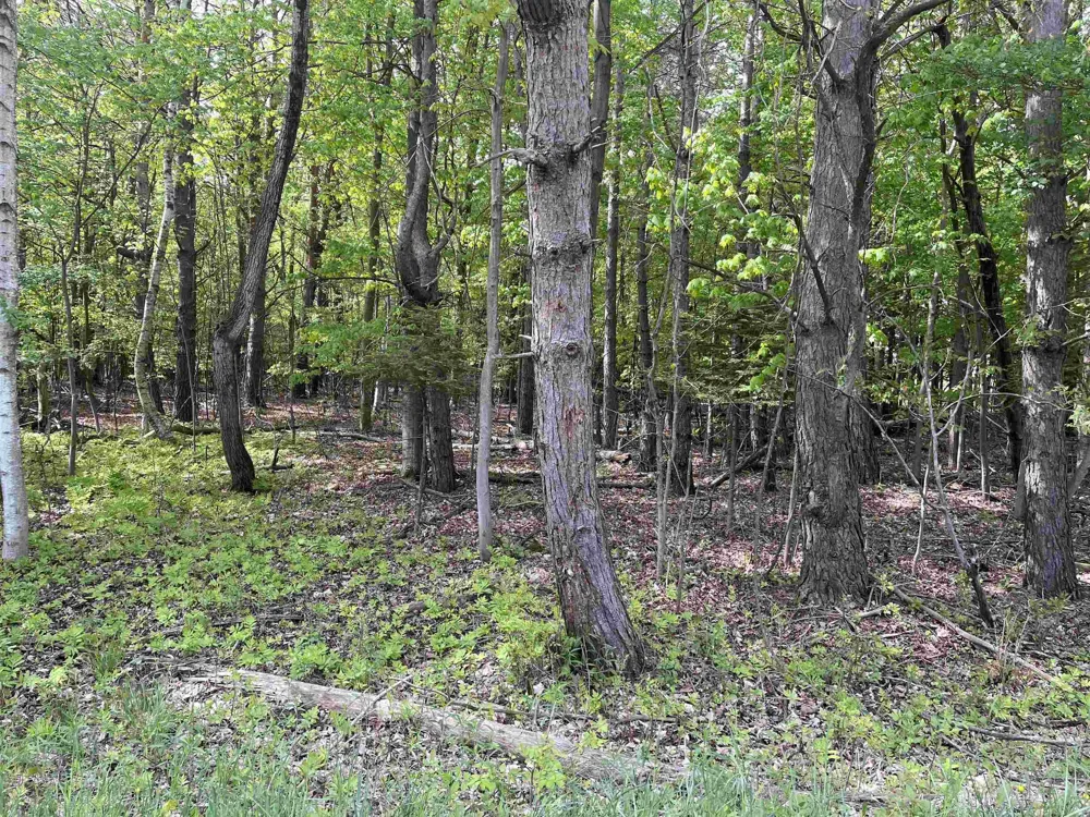 Mortimer Line Road Worth Township, MI 48422