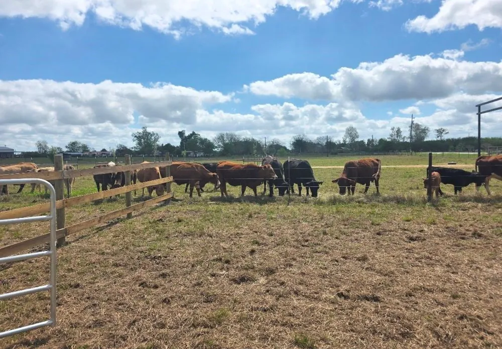 816 Raccoon Bend Road Bellville, TX 77418