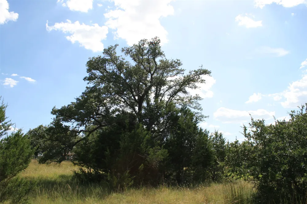 137 W Pat Dolan Blanco, TX 78606