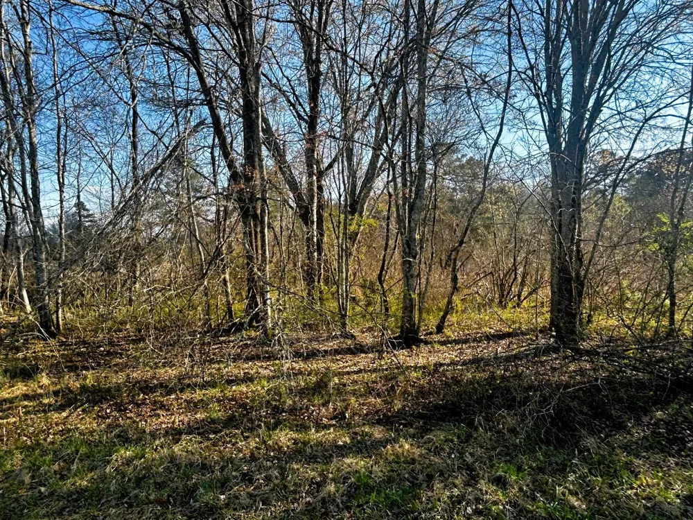 3 Lamontville Road Decatur, TN 37322