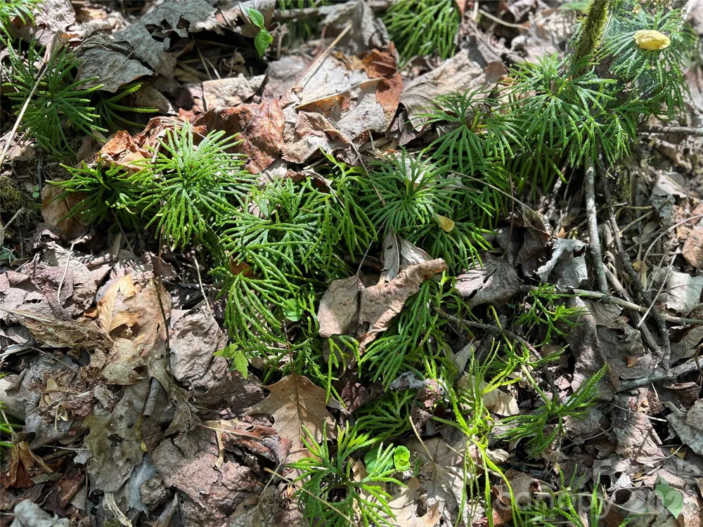 Lot# 34 Buckeye Creek Road #34 Beech Mountain, NC 28622