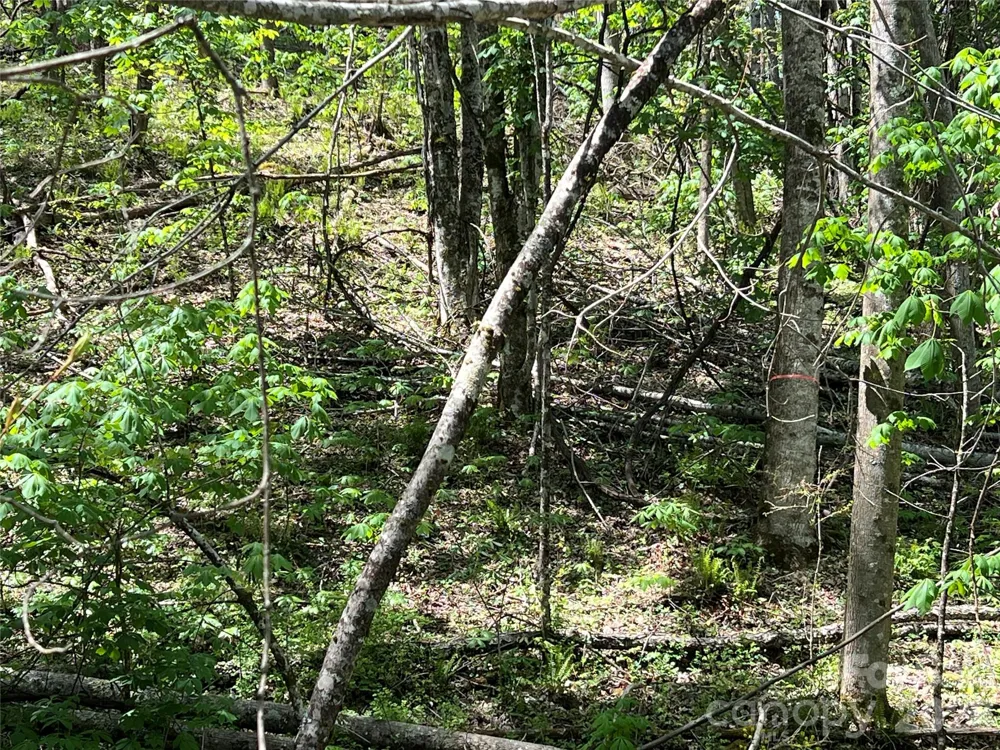 Lot# 34 Buckeye Creek Road #34 Beech Mountain, NC 28622