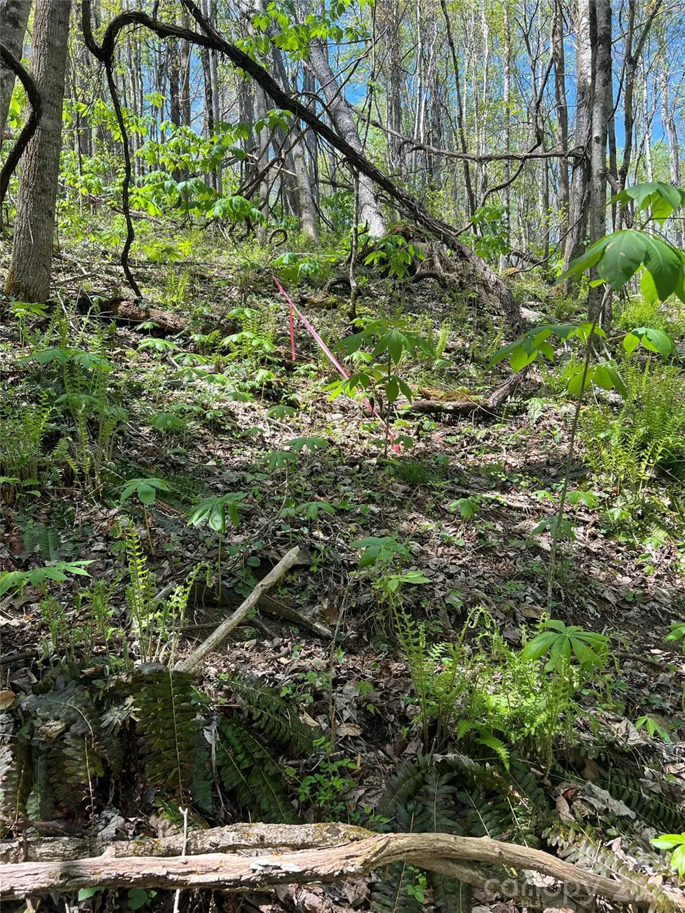 Lot# 34 Buckeye Creek Road #34 Beech Mountain, NC 28622