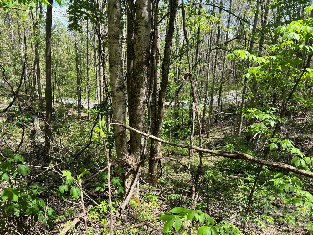 Lot# 34 Buckeye Creek Road #34 Beech Mountain, NC 28622