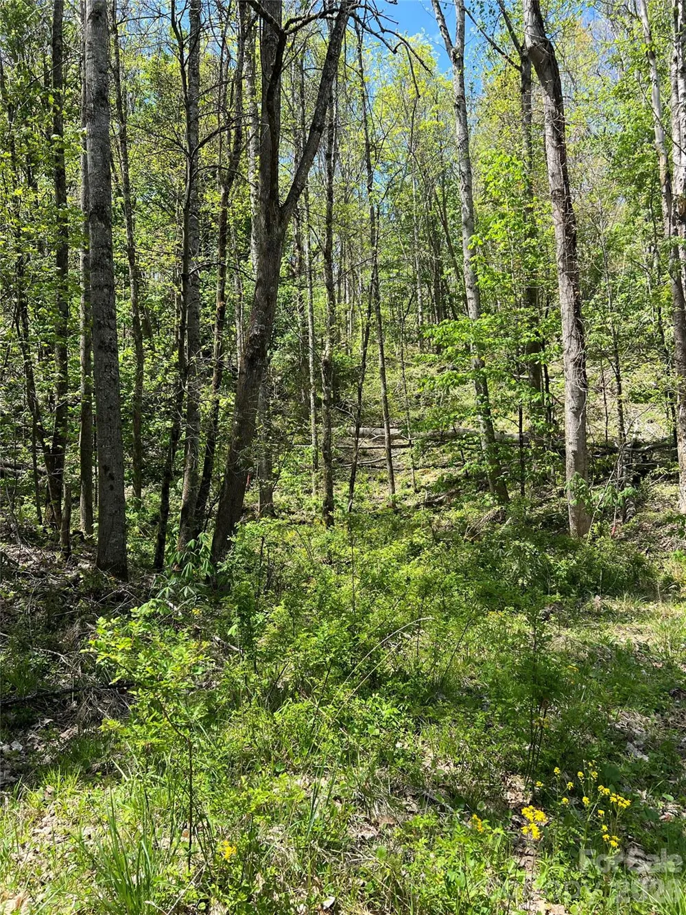 Lot# 34 Buckeye Creek Road #34 Beech Mountain, NC 28622
