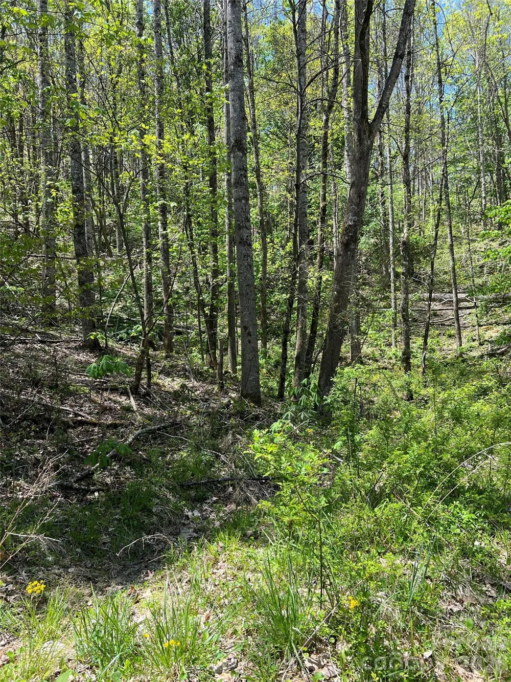 Lot# 34 Buckeye Creek Road #34 Beech Mountain, NC 28622