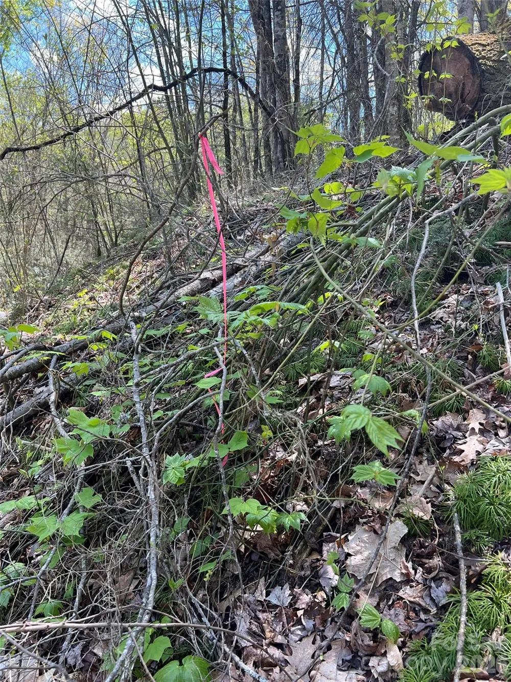 Lot# 34 Buckeye Creek Road #34 Beech Mountain, NC 28622