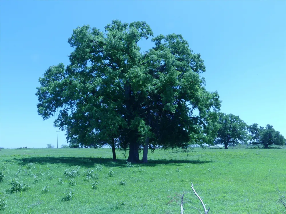 3421 School House Road Forestburg, TX 76239