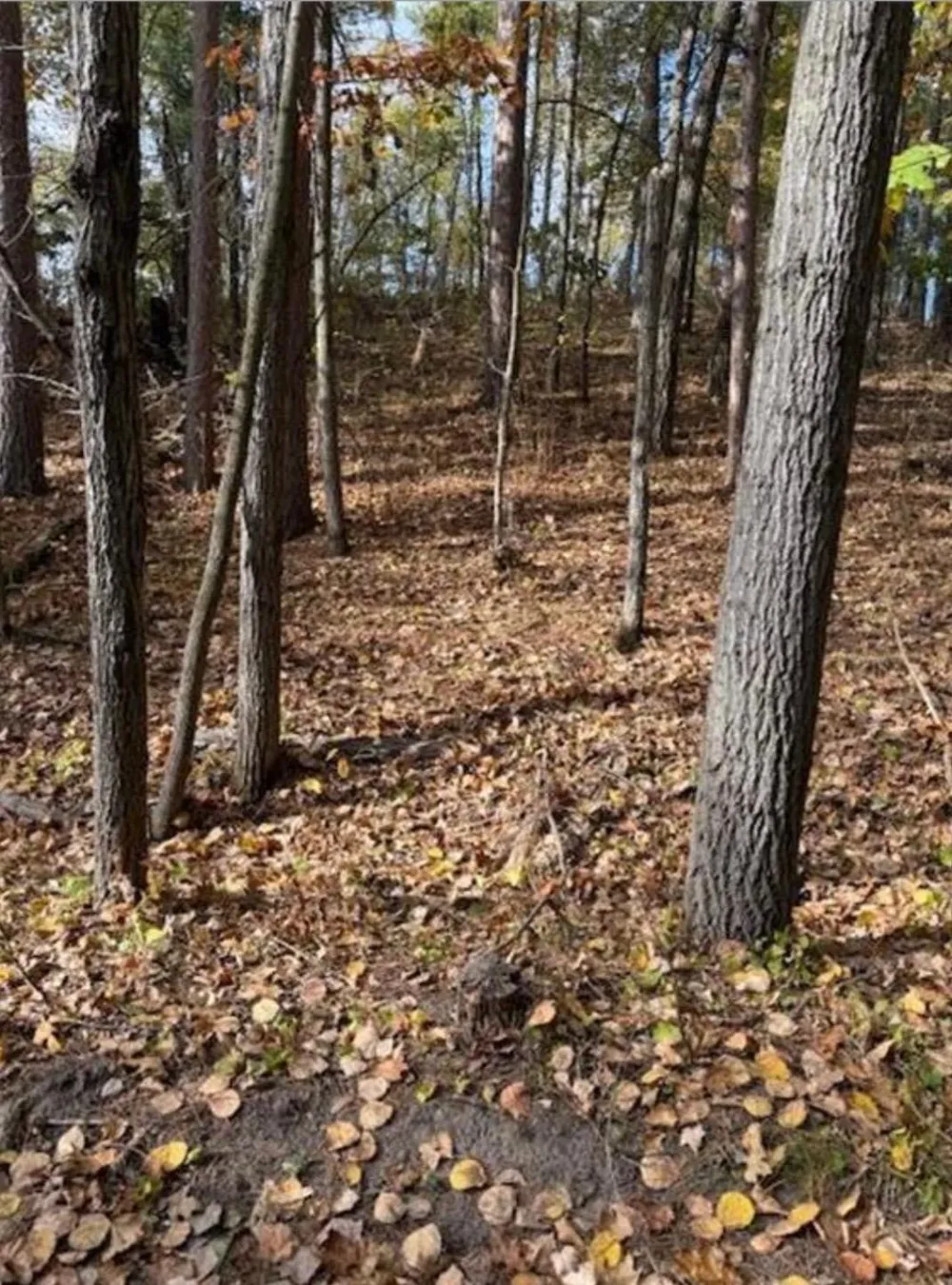 1380 Little John Road Nisswa, MN 56468