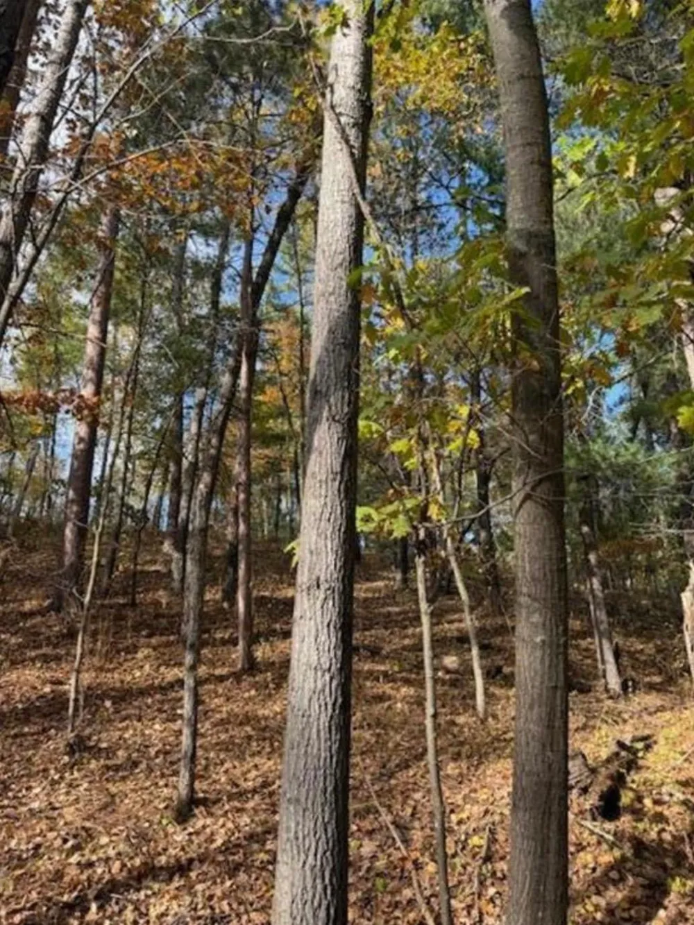 1380 Little John Road Nisswa, MN 56468