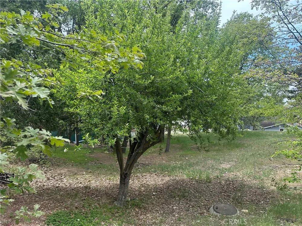 Deer Lick Lane Running Springs, CA 92382