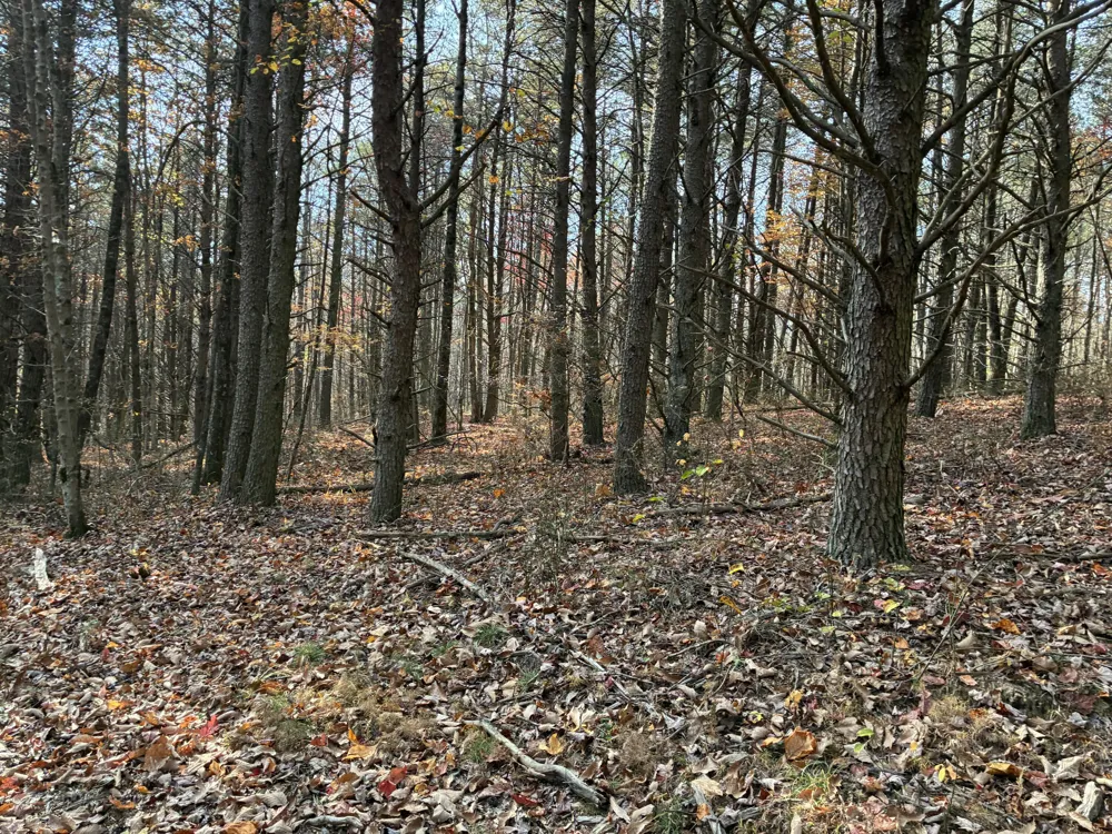360 Bootleg Bend Guild, TN 37340