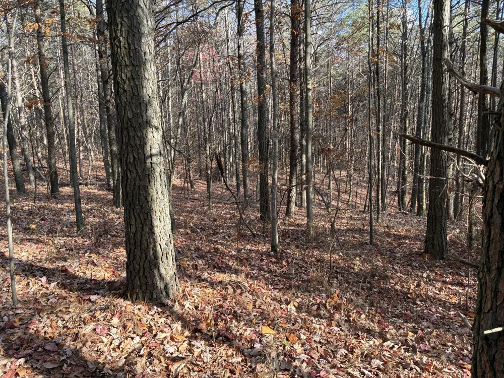360 Bootleg Bend Guild, TN 37340