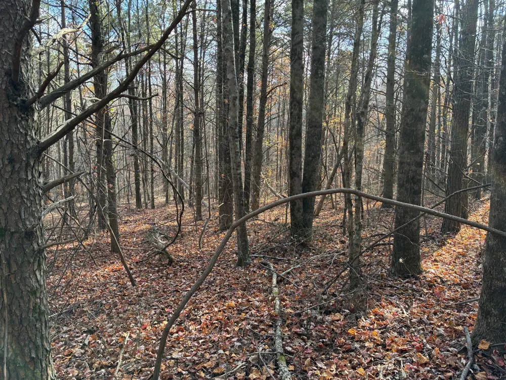 360 Bootleg Bend Guild, TN 37340