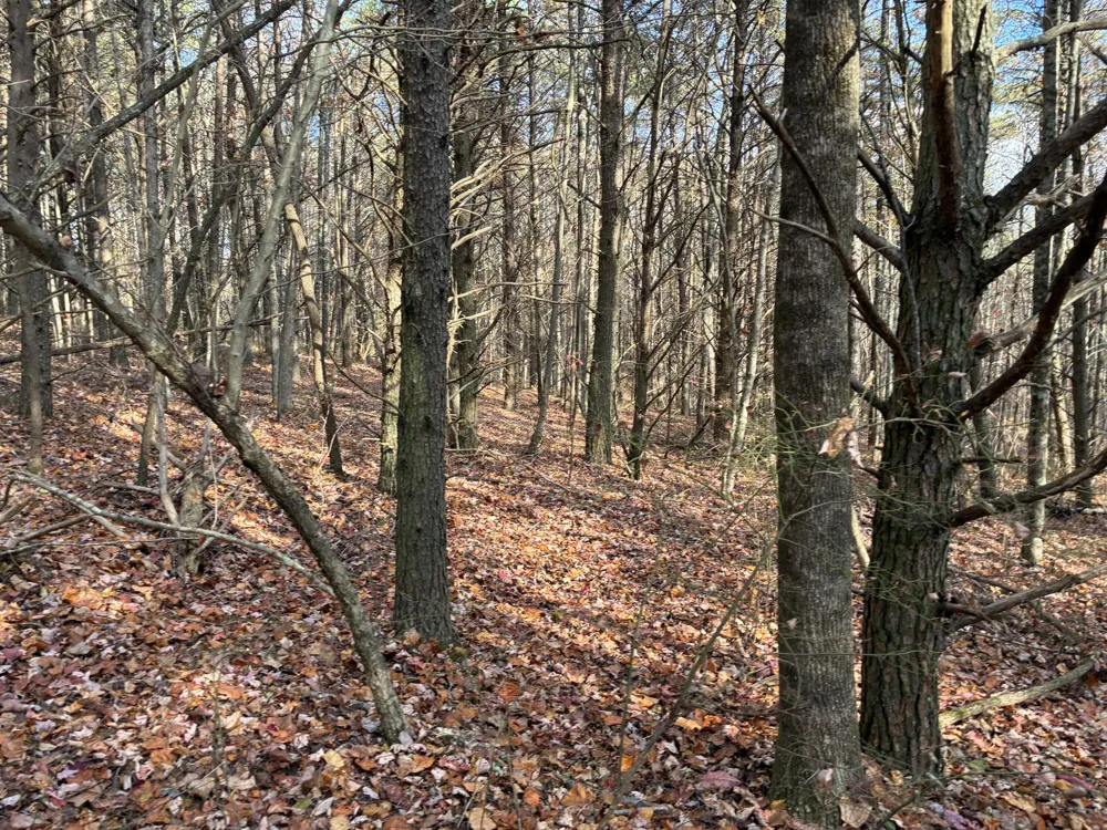 360 Bootleg Bend Guild, TN 37340