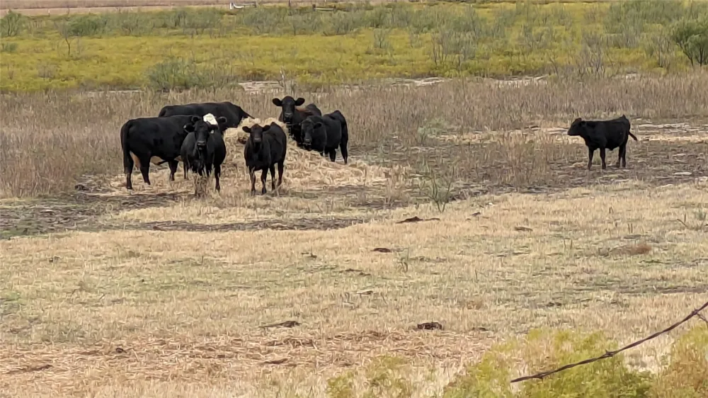 County Road 250 Clyde, TX 79510