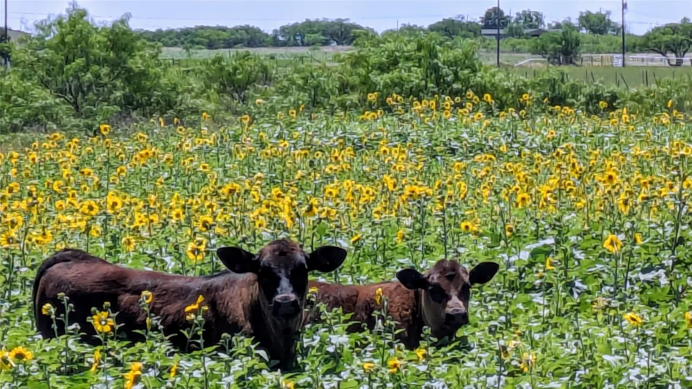 County Road 250 Clyde, TX 79510