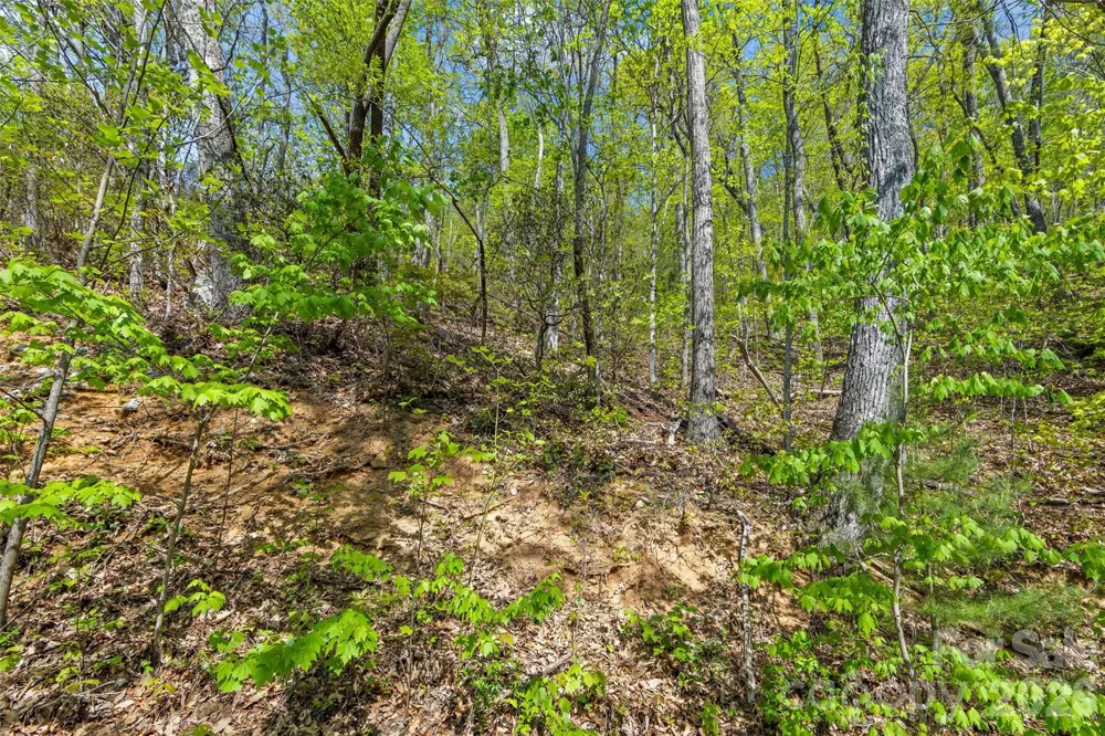 21 Reillys Bluff Road #1 Barnardsville, NC 28709