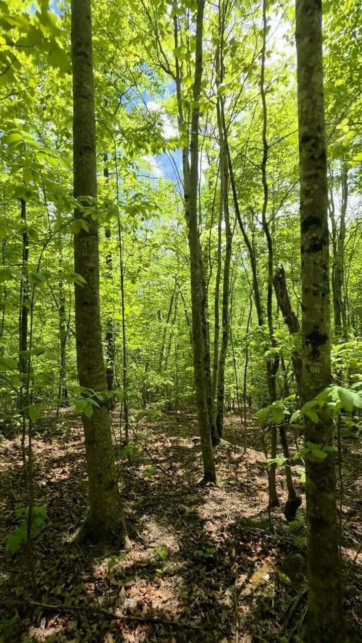 15 Cluck Cove Road South Pittsburg, TN 37380