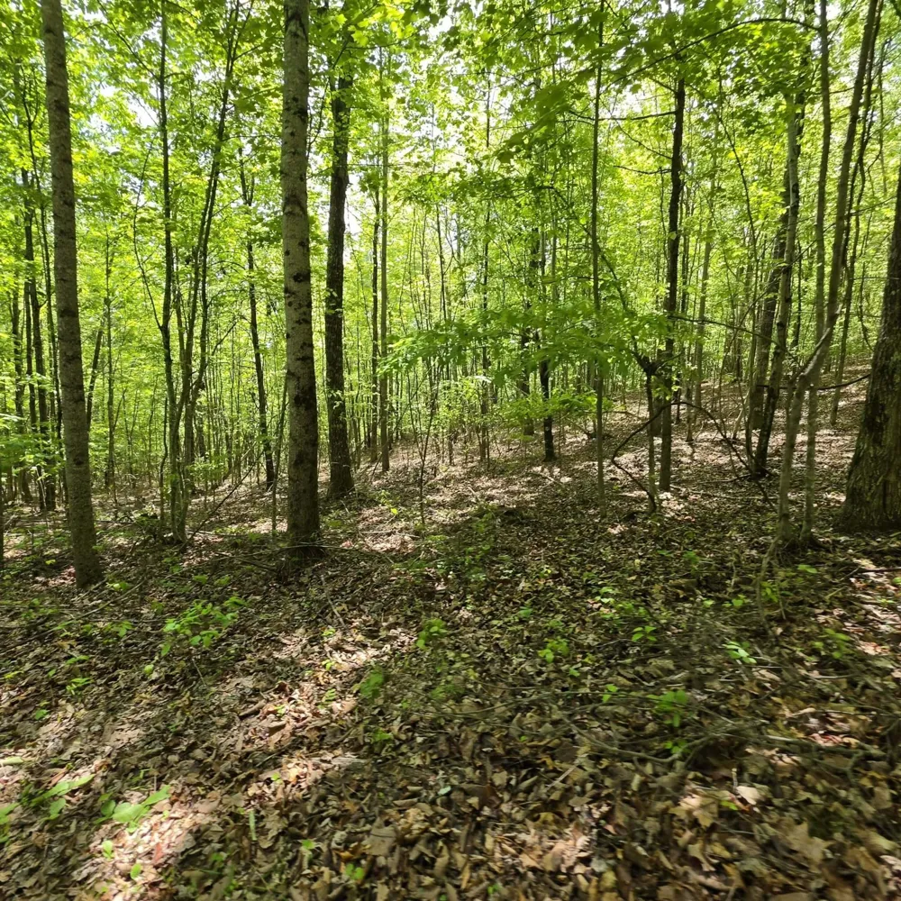 15 Cluck Cove Road South Pittsburg, TN 37380