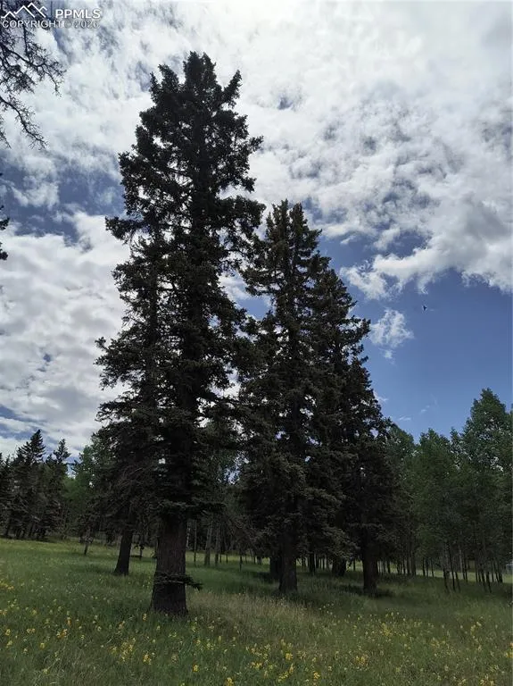 Will Scarlet Drive Divide, CO 80814