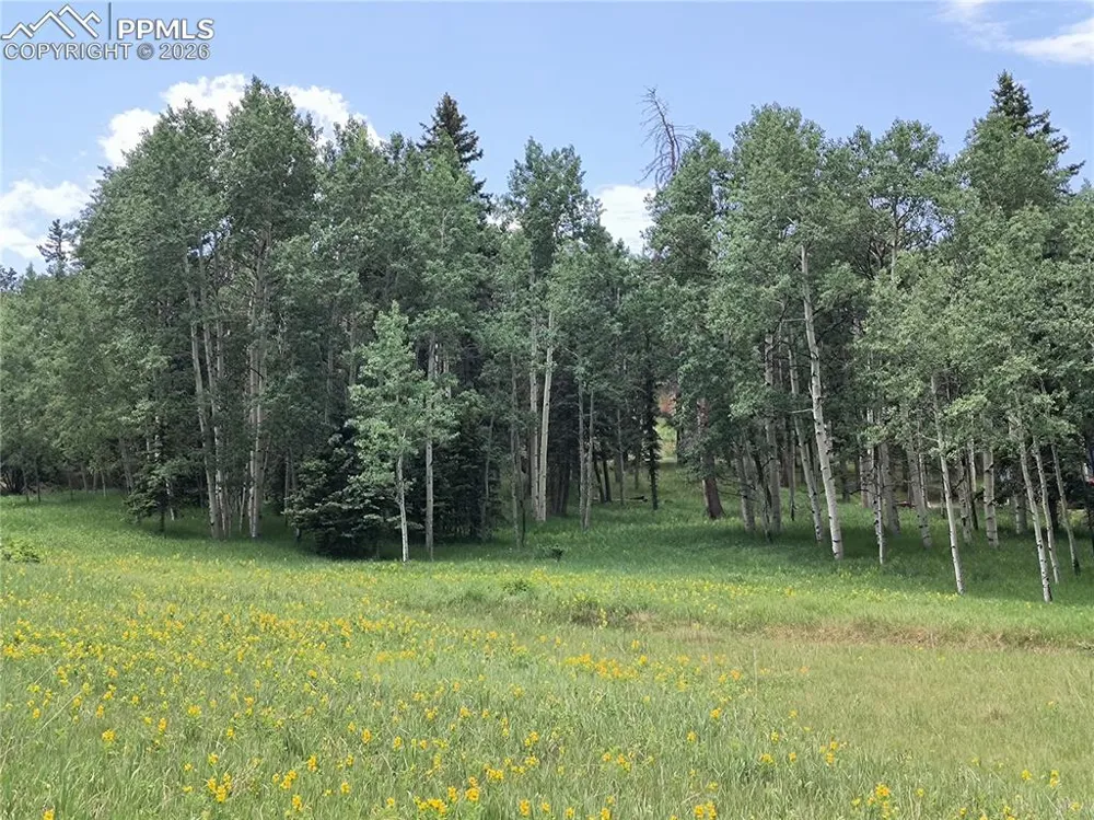 Will Scarlet Drive Divide, CO 80814