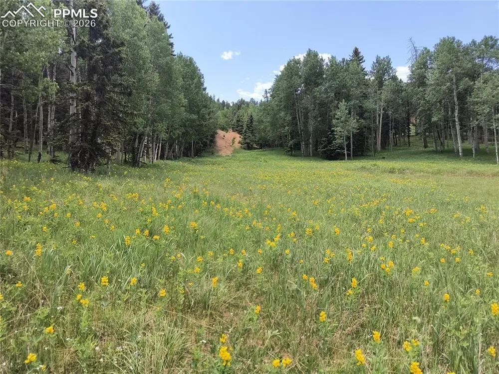 Will Scarlet Drive Divide, CO 80814