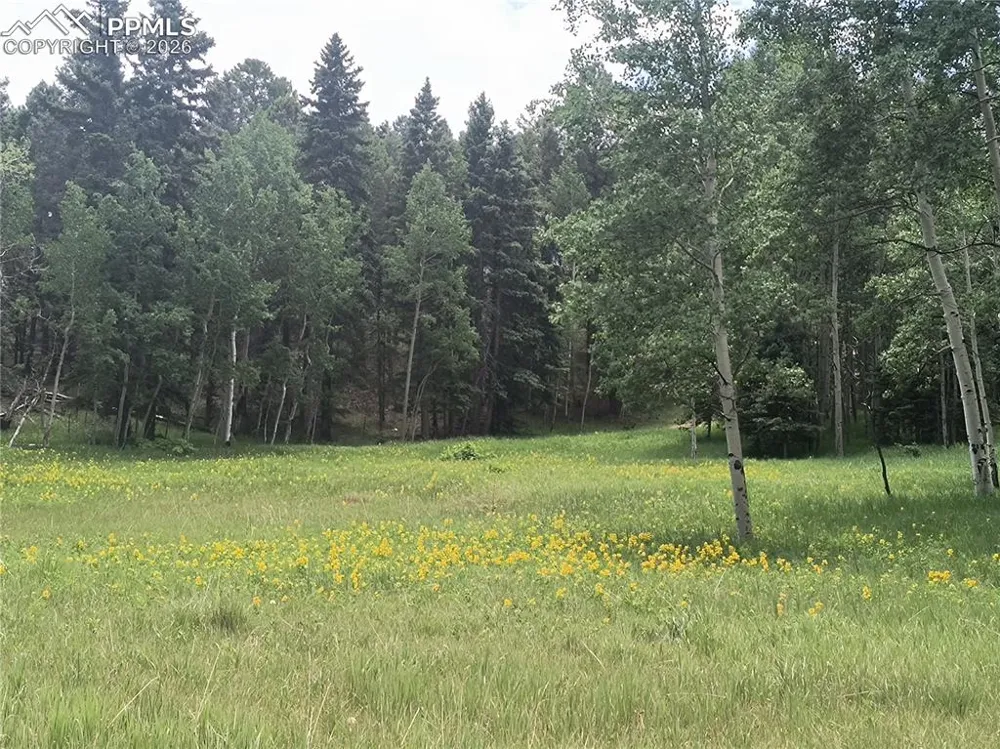 Will Scarlet Drive Divide, CO 80814