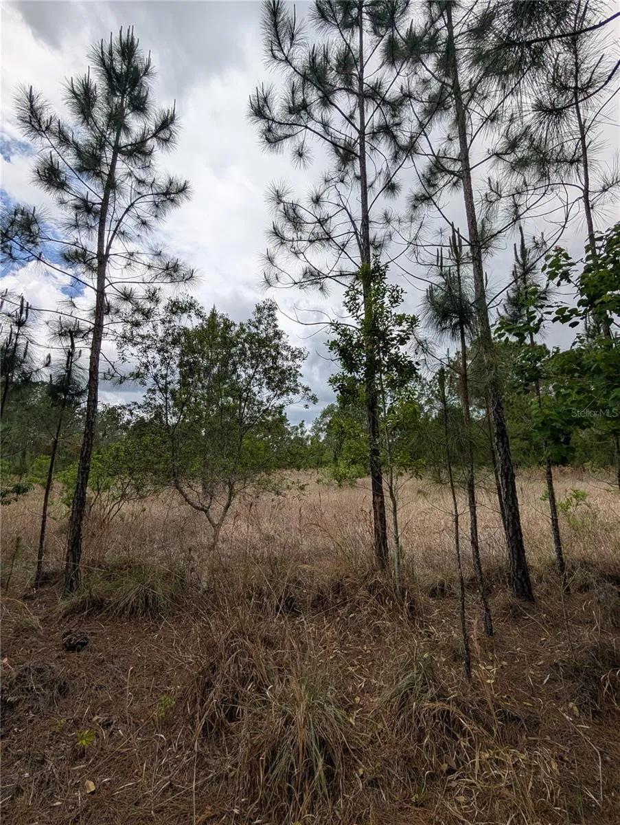 38521 ILEX TRAIL Eustis, FL 32736