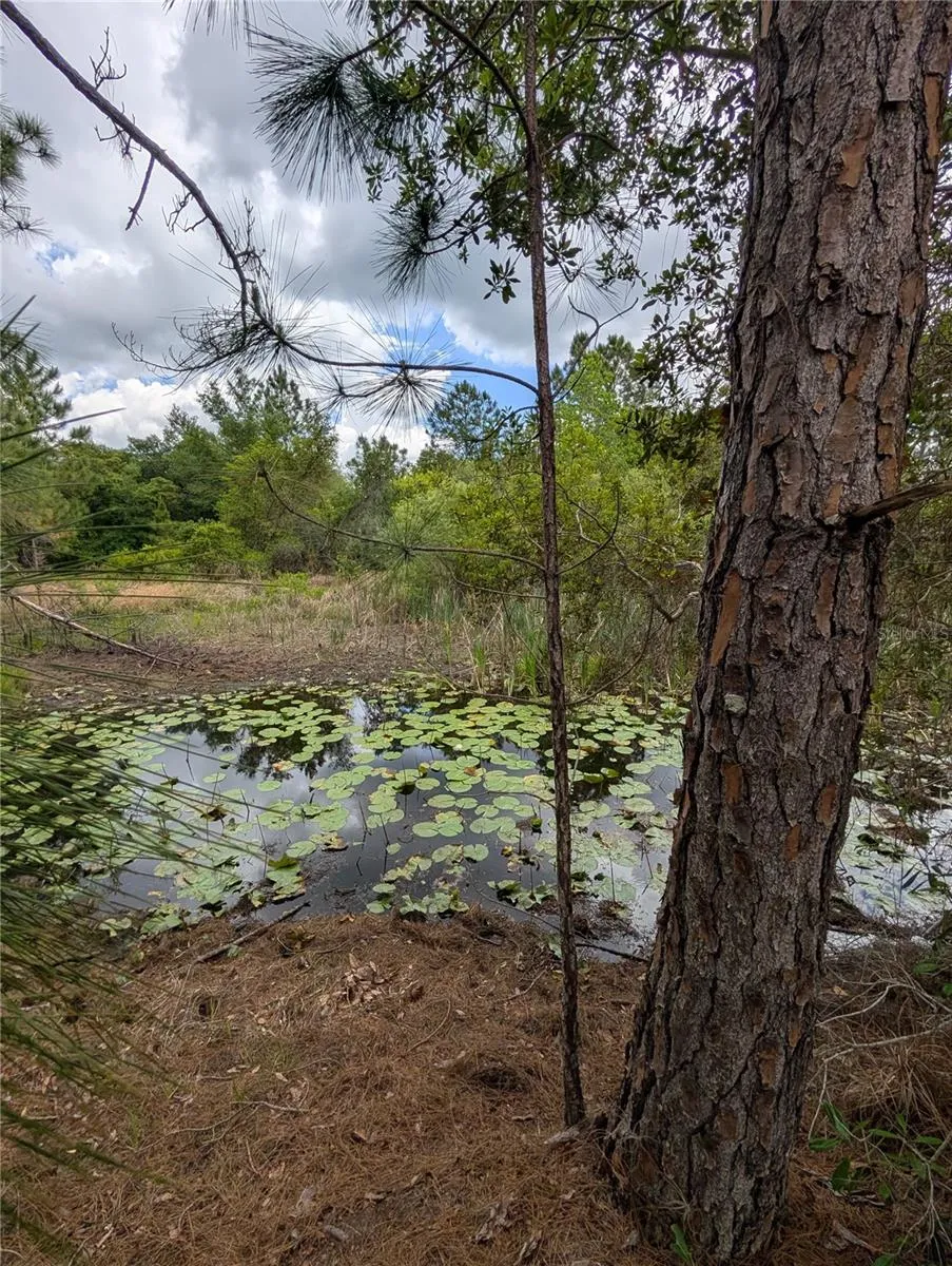 38521 ILEX TRAIL Eustis, FL 32736