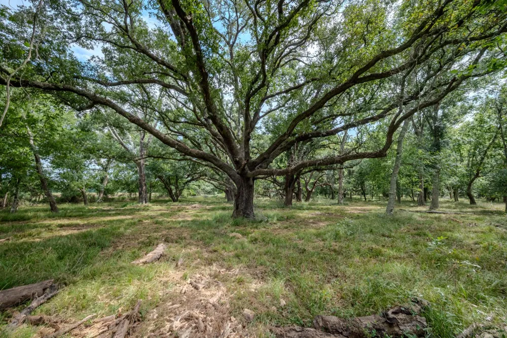 1 Charlie Meyer Road Damon, TX 77430