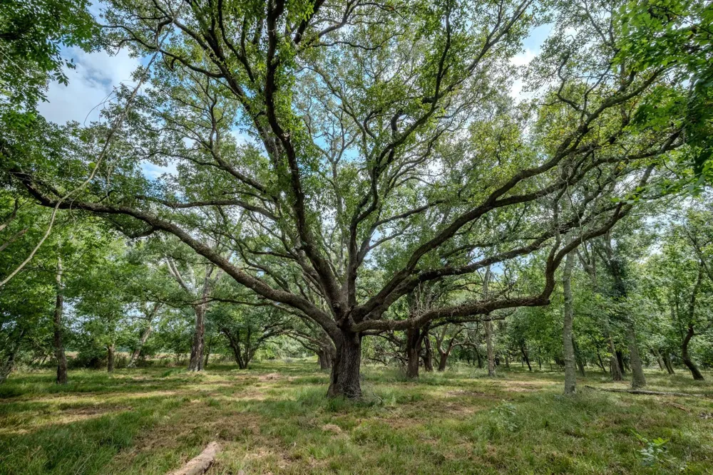 1 Charlie Meyer Road Damon, TX 77430