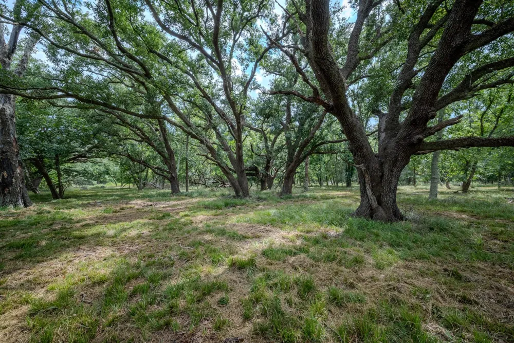 2 Charlie Meyer Road Damon, TX 77430