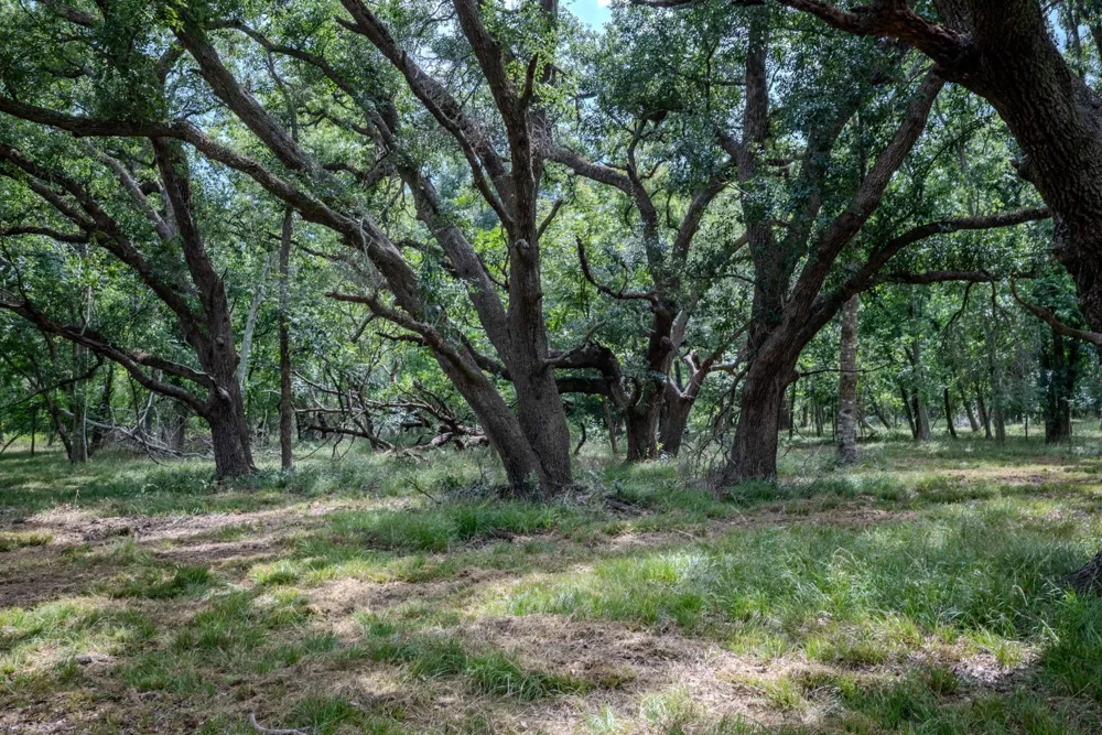 3 Charlie Meyer Road Damon, TX 77430