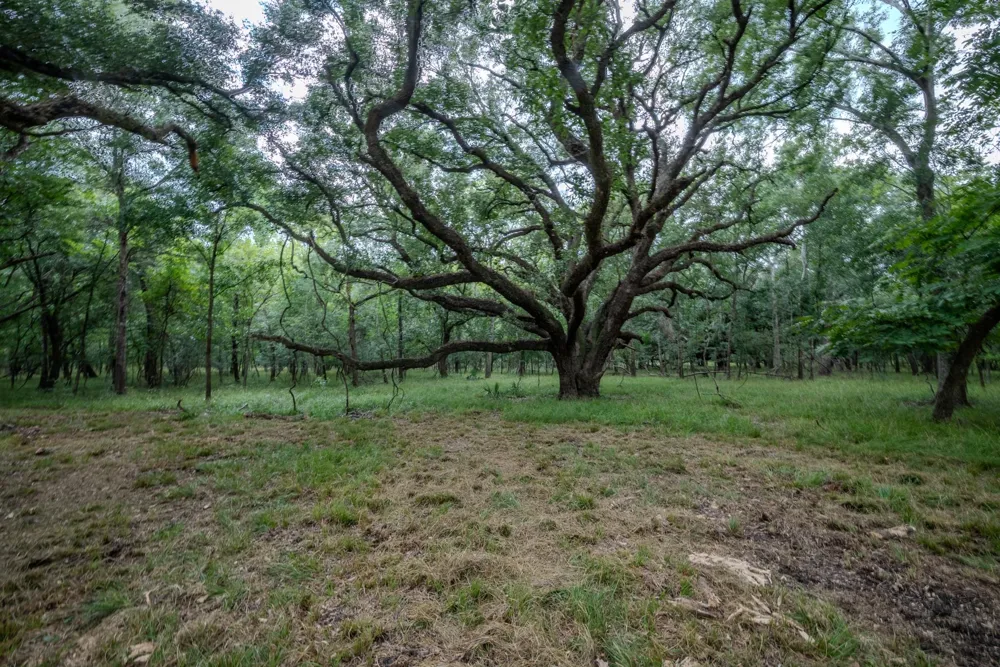 3 Charlie Meyer Road Damon, TX 77430