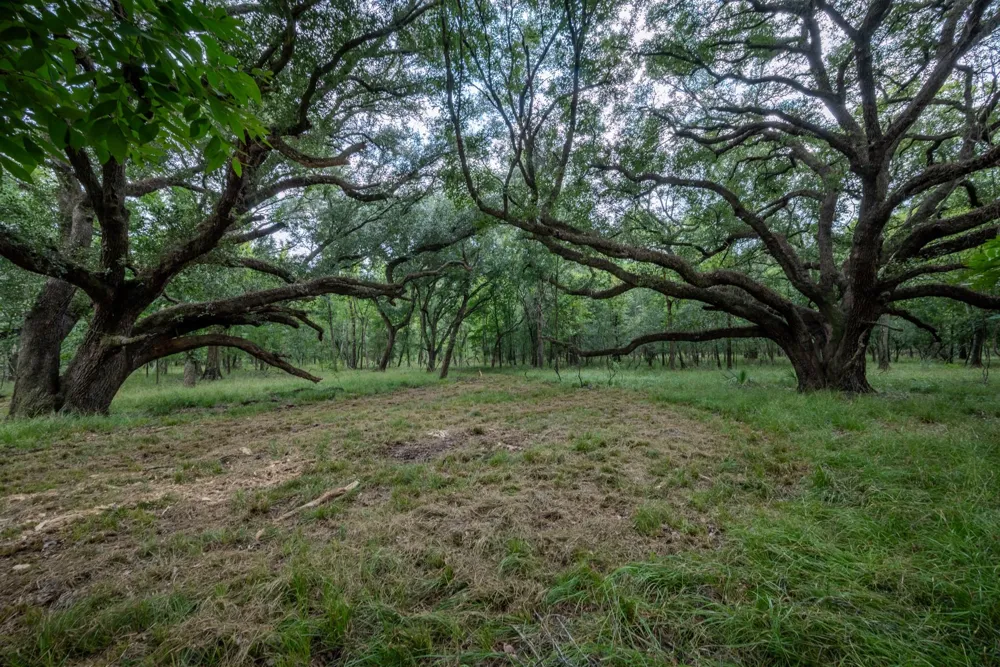 3 Charlie Meyer Road Damon, TX 77430