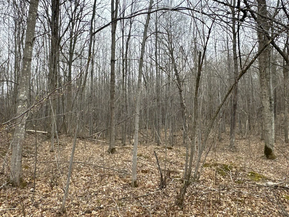 TBD Barrett Trail Trego, WI 54888