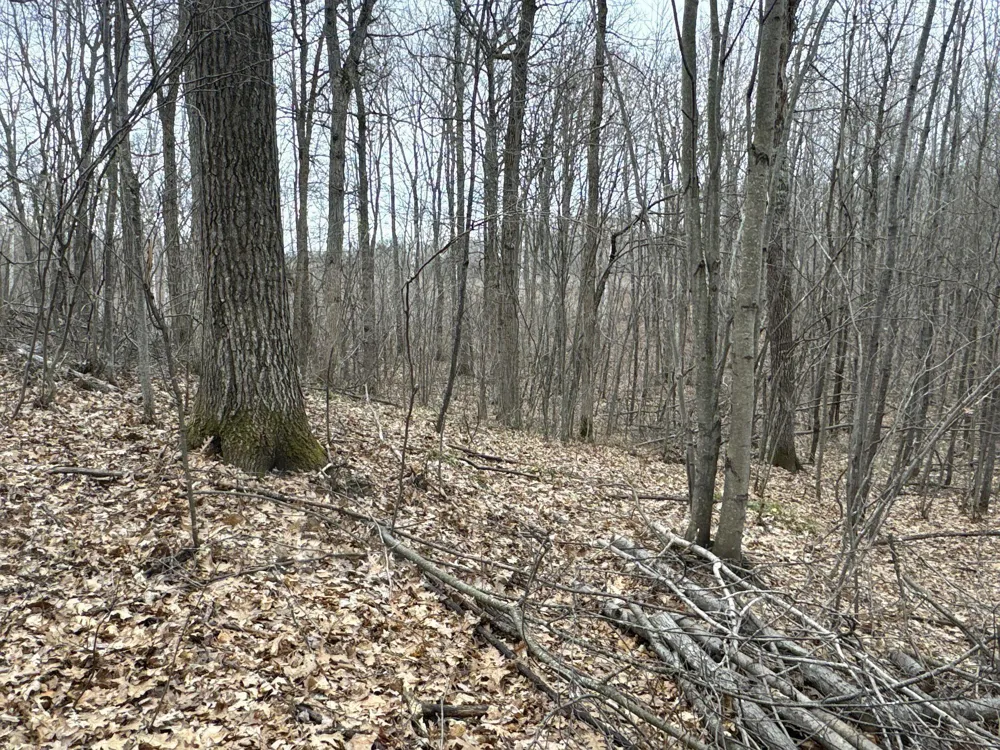 TBD Barrett Trail Trego, WI 54888