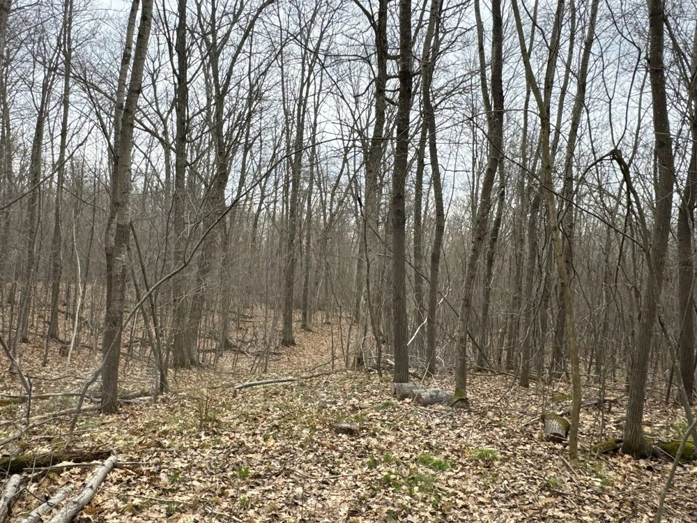 TBD Barrett Trail Trego, WI 54888