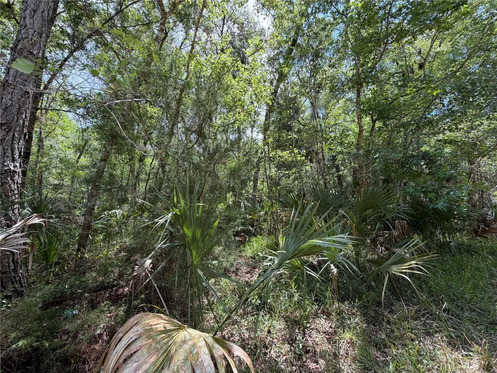 Tract 99 SW CR-347 Chiefland, FL 32644