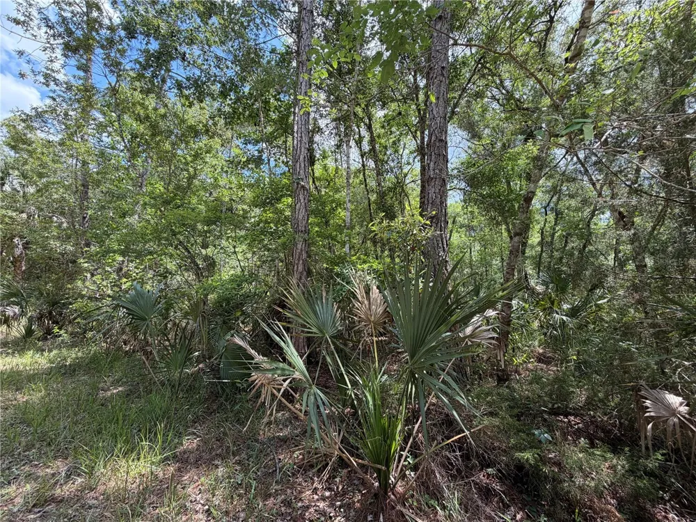 Tract 99 SW CR-347 Chiefland, FL 32644