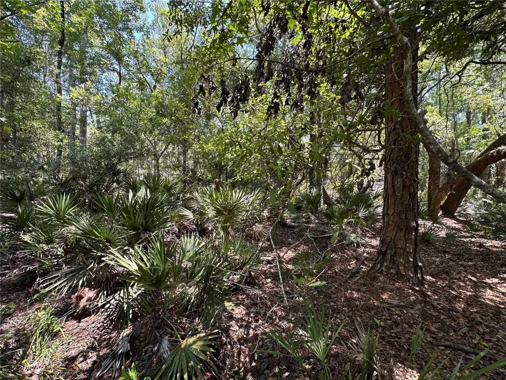 Tract 99 SW CR-347 Chiefland, FL 32644