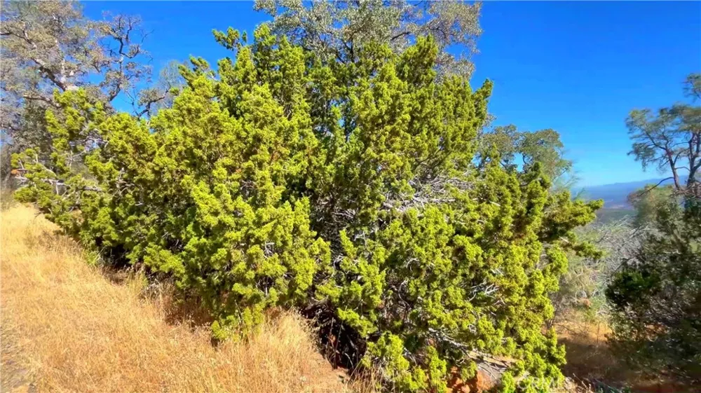 5341 Paddy Hill Road Mariposa, CA 95338