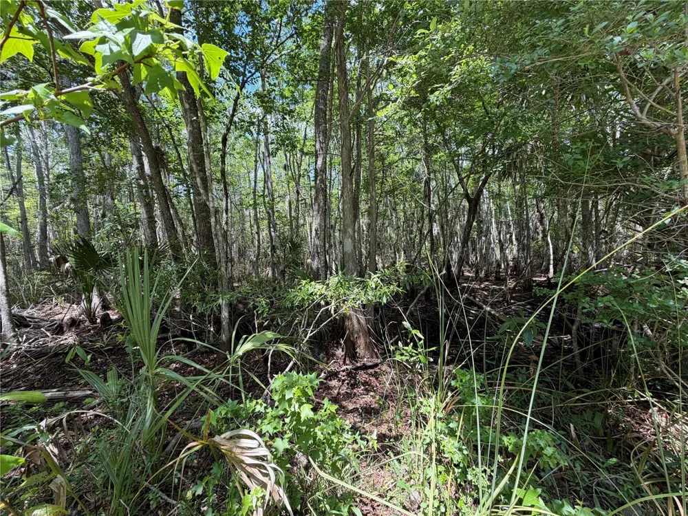 Tract 102 SW CR-347 Chiefland, FL 32644