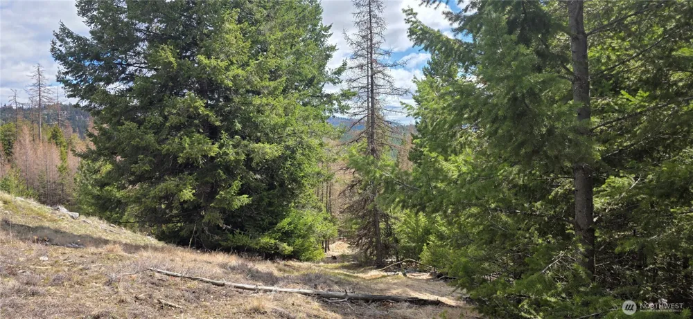 1112 TBD Bandtman Creek Rd Tonasket, WA 98855