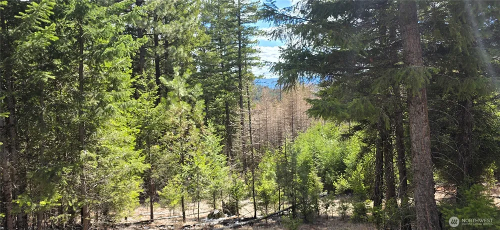1112 TBD Bandtman Creek Rd Tonasket, WA 98855